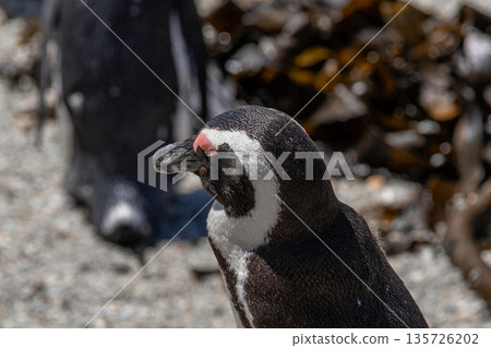 Close up of an African penguin head with an orange-pink patch above its eye. Wildlife conservation travel in South Africa. 135726202