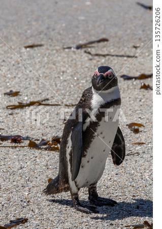 African penguin standing on sandy beach at Boulders, South Africa. Wild seabird colony conservation for ocean wildlife tourism. African penguin standing on sandy beach at Boulders, South Africa. Wild seabird colony conservation for ocean wildlife tourism. 135726206