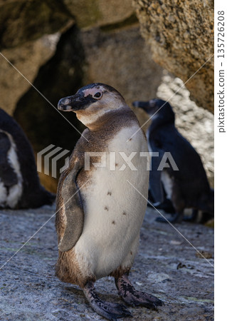African penguin standing on a rock. Wild spectacled penguin exploring its natural Boulders Beach habitat in South Africa. Wildlife conservation concept. 135726208