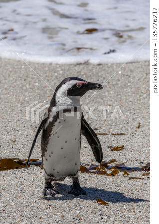 African spectacled penguin standing on a sandy beach near the ocean. Wildlife bird animal on Boulders Beach, South Africa. African spectacled penguin standing on a sandy beach near the ocean. Wildlife bird animal on Boulders Beach, South Africa. 135726212