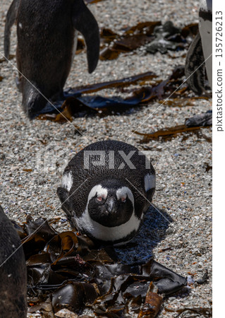 African spectacled penguin resting on the pebbled shore among kelp. Wildlife conservation and natural habitat concept for travel and environment. 135726213