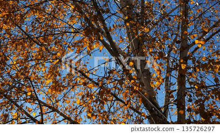 View to tree top of birch with brown leaves at sunny autumn day. Branches with lush foliage gently swaying in wind at parkland. Beautiful colorful fall season. Slow motion View to tree top of birch with brown leaves at sunny autumn day. Branches with lush foliage gently swaying in wind at parkland. Beautiful colorful fall season. Slow motion 135726297