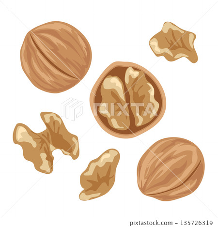 核桃插圖，簡單的向量素材 135726319