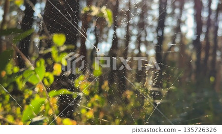 Spiderweb swaying in wind at forest with sunlight at background. Spider builds a cobweb at woodland. Beautiful nature scene on summer park at sunset. Concept of wildlife. Slow motion Spiderweb swaying in wind at forest with sunlight at background. Spider builds a cobweb at woodland. Beautiful nature scene on summer park at sunset. Concept of wildlife. Slow motion 135726326
