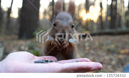 Cute rodent eating food from hand of young girl at forest. Wild fluffy squirrel taking sunflower seeds from female arm and gnawing it. Woman feeding hungry small sciurus against sunset at background 135726332