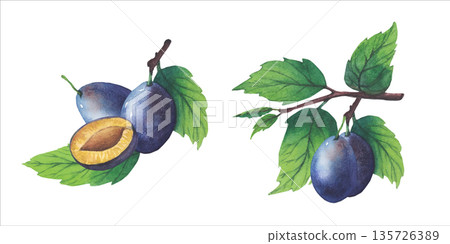Set of plum fruits. Watercolor Hand drawn illustrations of plum tree branches with green leaves and purple fruits. Botanical illustrations ripe plums fruits perfect for botanical or food illustrations Set of plum fruits. Watercolor Hand drawn illustrations of plum tree branches with green leaves and purple fruits. Botanical illustrations ripe plums fruits perfect for botanical or food illustrations 135726389