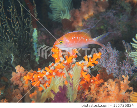 A macro underwater photo of the Japanese endemic Sakuradai against a vibrant soft coral background A macro underwater photo of the Japanese endemic Sakuradai against a vibrant soft coral background 135726824