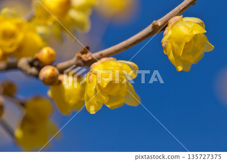 Wintersweet flowers shining against the blue sky of early spring. Wintersweet, plant, wintersweet, blue sky, pleasant fragrance, yellow Wintersweet flowers shining against the blue sky of early spring. Wintersweet, plant, wintersweet, blue sky, pleasant fragrance, yellow 135727375