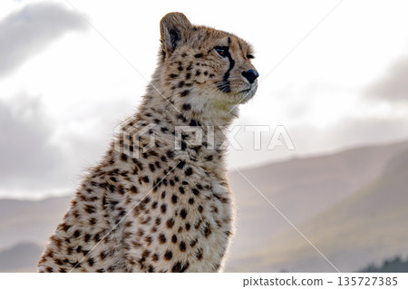 Adorable cheetah cub looking to the right with a soft focus background. Wildlife portrait for conservation and nature awareness concept. Adorable cheetah cub looking to the right with a soft focus background. Wildlife portrait for conservation and nature awareness concept. 135727385