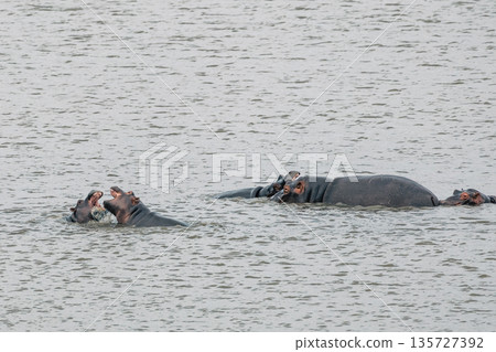 Hippos family play in a lake, two hippos open their mouths wide during playful interaction. Wildlife observed in a natural habitat for safari tour Hippos family play in a lake, two hippos open their mouths wide during playful interaction. Wildlife observed in a natural habitat for safari tour 135727392