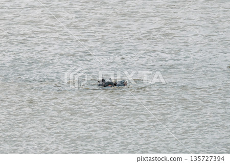 Two hippos swimming in a lake, with only their heads above the water, showcasing wildlife in Kruger National Park Two hippos swimming in a lake, with only their heads above the water, showcasing wildlife in Kruger National Park 135727394