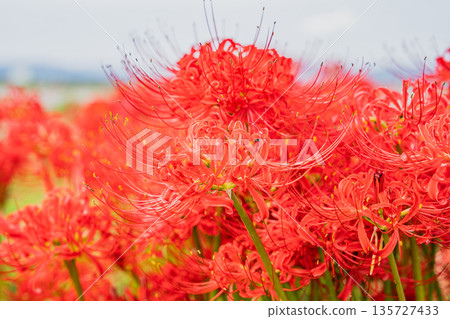 靜岡縣磐田市天龍川沿岸盛開的簇生朱頂紅。 135727433