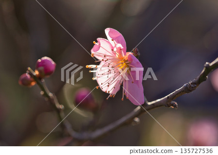 Plum blossoms herald the arrival of spring. White plum blossoms stand out against the blue sky. Plum blossoms herald the arrival of spring. White plum blossoms stand out against the blue sky. 135727536