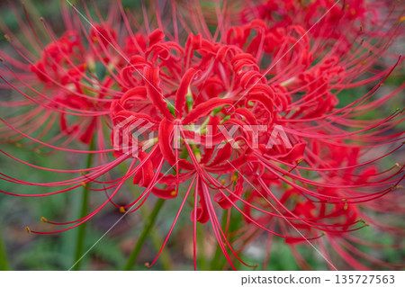 A view of cluster amaryllis blooming along the Hanashi River in Fujieda City (Shizuoka Prefecture) A view of cluster amaryllis blooming along the Hanashi River in Fujieda City (Shizuoka Prefecture) 135727563