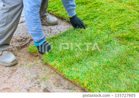Worker works to place fresh sod onto bare area of soil grass rolls are being carefully positioned to create new lawn in residential setting 135727605