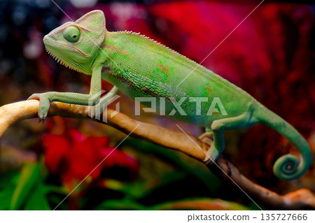 Green chameleon on the branch. Green chameleon on the branch. 135727666