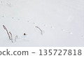 Winter background with animal footprints in the snow 135727818