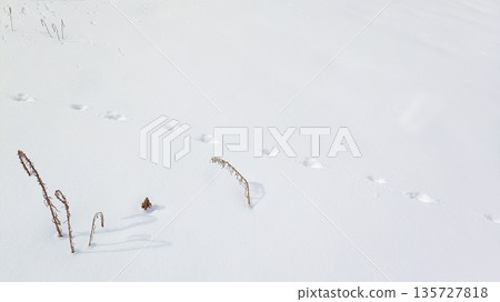 冬季背景，雪地上有動物的腳印 135727818