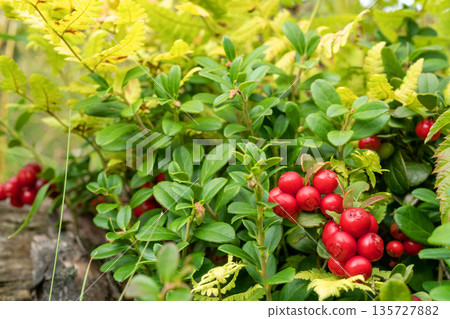 Lingonberry bushes in the forest. Red ripe wild berries. Natural background. Lingonberry bushes in the forest. Red ripe wild berries. Natural background. 135727882