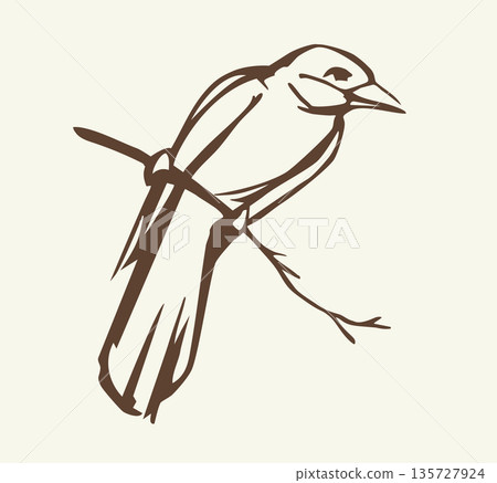 Vector drawing. Bird on white sky backdrop. 135727924