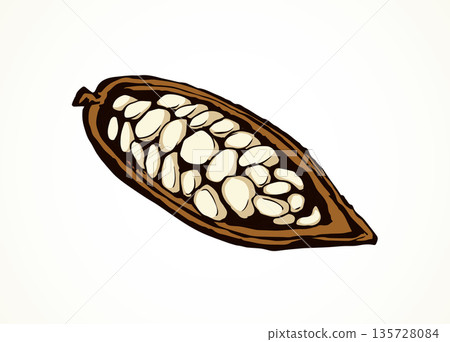 Cocoa Fruits. Vector drawing 135728084