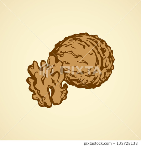 Walnut. Vector drawing Walnut. Vector drawing 135728138