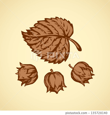Hazelnut. Vector drawing Hazelnut. Vector drawing 135728140