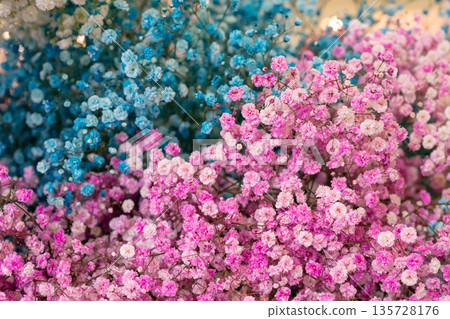 Small pink and blue flowers. Paniculata Flamingo Small pink and blue flowers. Paniculata Flamingo 135728176