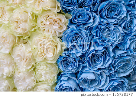 White and blue roses. White and blue roses. 135728177
