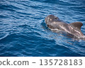 Pilot whales sighting in the wild in the channel between Tenerife and La Gomera during a tourist excursion. 135728183