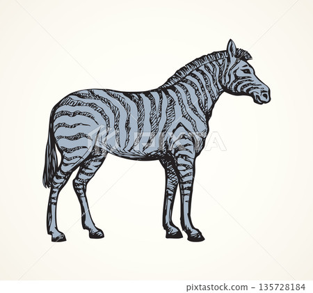 Zebra. Vector drawing 135728184