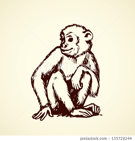 Chimpanzee. Vector illustration 135728244