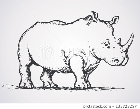 Rhinoceros. Vector drawing 135728257