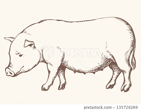 Pig. Vector drawing Pig. Vector drawing 135728269