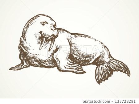 Walrus. Vector drawing 135728281