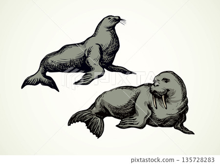 Walrus. Vector drawing 135728283