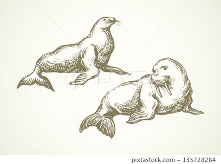 Walrus. Vector drawing 135728284