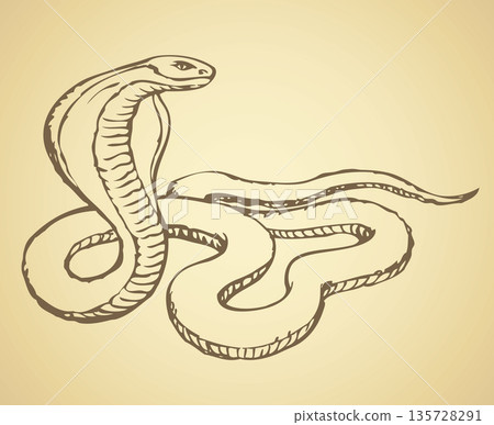 Snake. Vector drawing 135728291