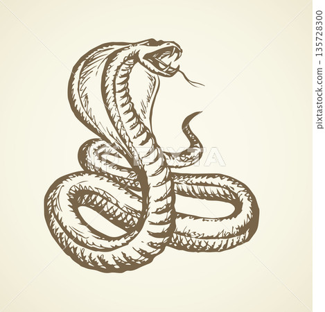 Snake. Vector drawing Snake. Vector drawing 135728300