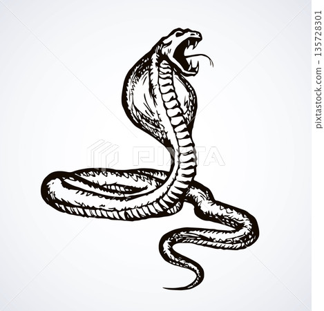 Snake. Vector drawing 135728301