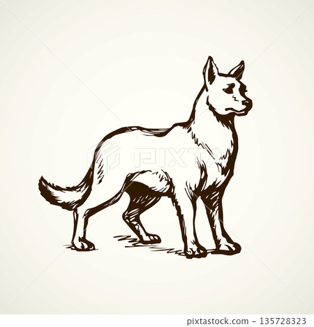 Wolf. Vector drawing 135728323