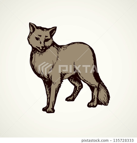 Wolf. Vector drawing 135728333