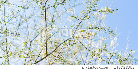 Flowering cherry tree. Cherry tree flowers in spring. White holiday flowers. 135728392