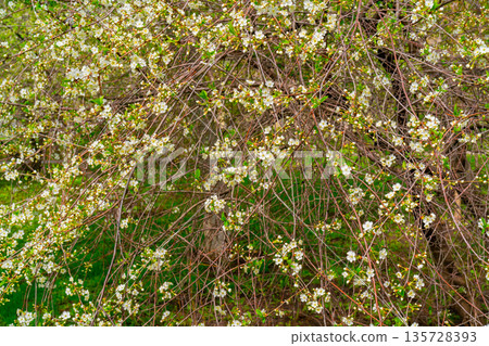 Flowering branches of cherry. Spring flowering tree. Romantic beautiful flowers. 135728393