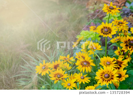 Yellow flowers in summer on summer meadow. 135728394