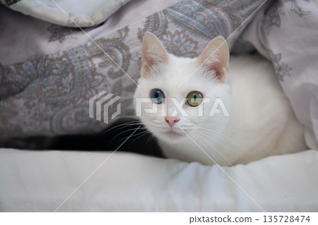 一隻貓鑽進被窩就不肯出來了。 135728474