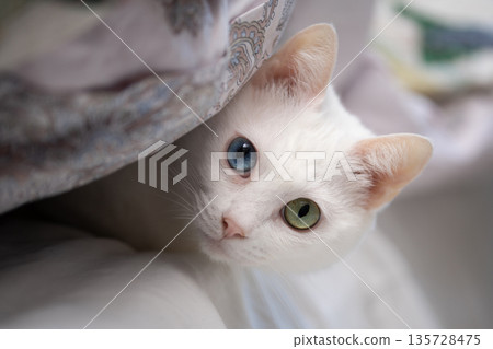 一隻貓鑽進被窩就不肯出來了。 135728475