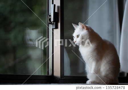 Cat looking out the window 135728478