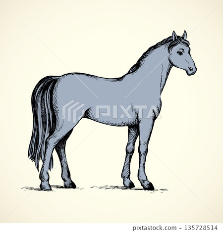 Elegant white horse. Vector drawing 135728514