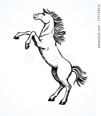 Horse began to buck. Vector drawing 135728515